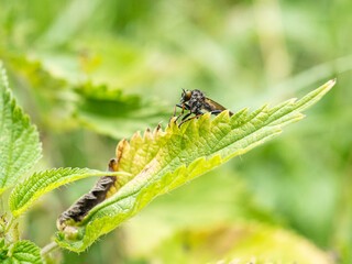 Close up of a flying insect in gold brown colours on a green leaf