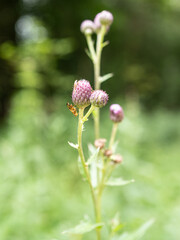 Close up of a deer fly, Silvius gigantulus on a thistle plant