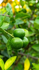 Close-up of green limes on branch