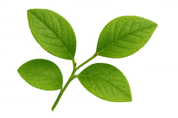 Blueberry branch close-up, displaying four verdant leaves against transparent backdrop, highlighting botanical freshness