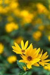 Close up of a blooming Jerusalem artichoke plant with bright yellow flowers