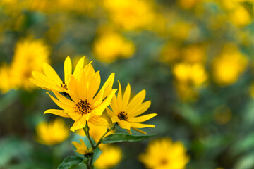 Close up of a blooming Jerusalem artichoke plant with bright yellow flowers