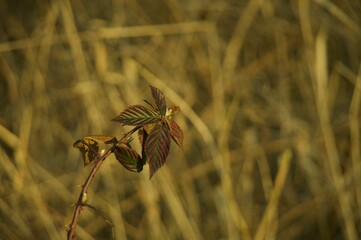 Blackberry leaves in beautiful colors