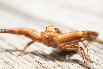 FUltra macro of a brown spider and details