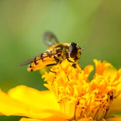 Close-up of hoverfly on a flower