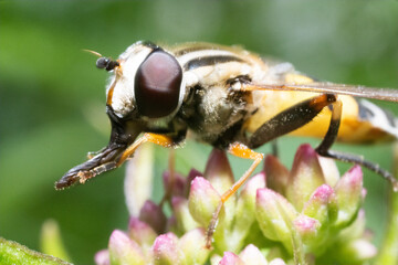 Ultra macro of a yellow wasp with compound eyes an a long snout