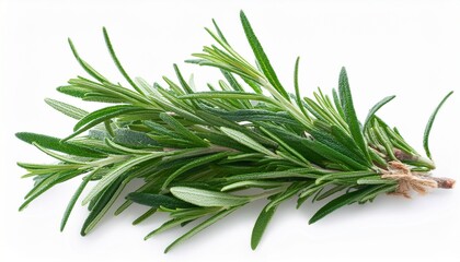 Fototapeta premium rosemary leaf herbal is spices isolated on alpha background