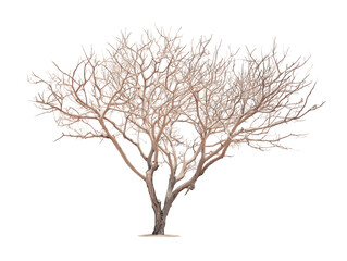 Obraz premium Ice-Covered Winter Tree, Bare Branches, Frozen Nature, Landscape Photography