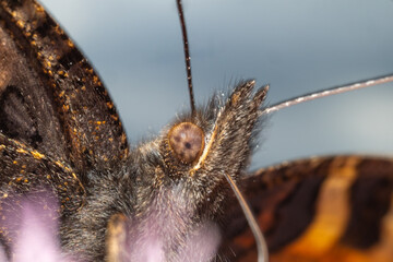 Ultra macro portrait of a butterfly with compound eye, antennas and fur