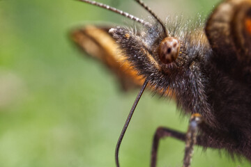 Ultra macro profile view of a brown butterfly with antennas and compound eye