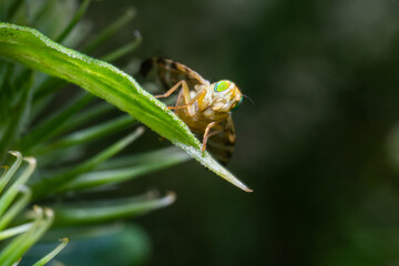 Front wiew in ultra macro of a yellow deer fly on a green leaf looking at the camera