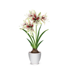 Hippeastrum (amaryllis) Papillio variety in a white ceramic pot. Realistic vector drawing for flower shop advertising banners, gift or room design project.