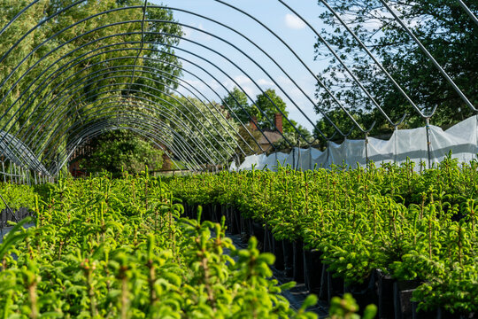 Green Norway Spruce and Nordmann Fir trees grow in neat rows in a Suffolk nursery, carefully cultivated for Christmas, set in the peaceful charm of an English village countryside.