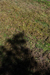 Grass lawn after dethatching to improve health, covered by a lot of dead grass thatch and moss ready to be raked up
