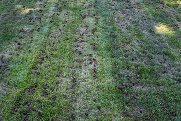 Grass lawn after aeration to improve health by reducing compaction, dirt plugs laying on top of...