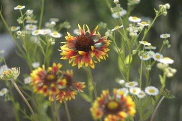 field of daisies