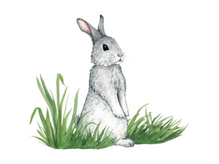 Watercolor illustration of hare in grass. Forest animals isolated on white background. Illustration of Cute rabbit in the grass for kids design, postcards, poster, print. Clip art for nursery design