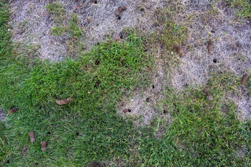 Grass lawn after aeration to improve health by reducing compaction, dirt plugs laying on top of lawn and holes in lawn
