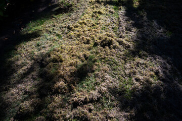 Grass lawn after dethatching to improve health, covered by a lot of dead grass thatch and moss ready to be raked up, dramatic background of sunlight and shade
