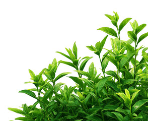 Fototapeta premium lush green plants, transparent background png with a white border around the plant. 