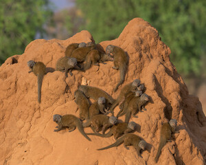 Dwarf mongooses (Helogale parvula) on a terminte hill at the Samburu National Reserve in Kenya