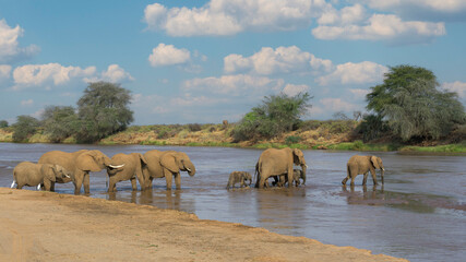 Herd of elephants crossing the Ewaso Nyiro River at Samburu National Reserve in Kenya