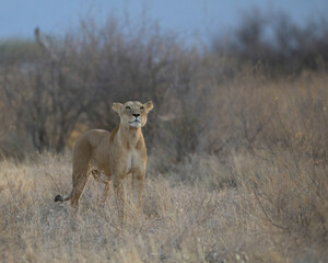 Female lion at the Samburu National Reserve in Kenya