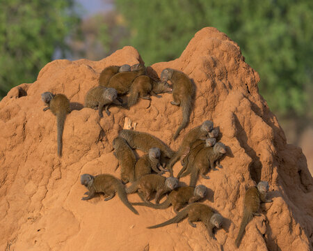 Dwarf mongooses (Helogale parvula) on a terminte hill at the Samburu National Reserve in Kenya