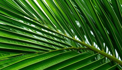 Close-up of vibrant palm fronds