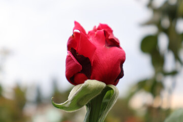 red rose in the garden