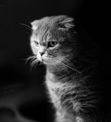 A gray British Shorthair cat.
