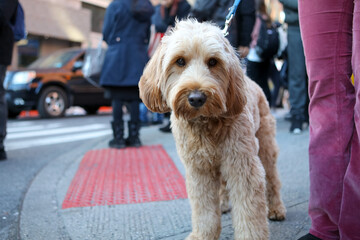 Cute furry goldendoodle dog on a leash with mouth closed standing at a busy city crosswalk looking at the camera in soft light
