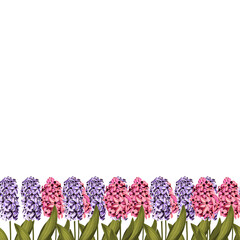 Hyacinth. Spring Blooms. Perfect for greetings.