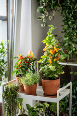 Homegrown of cherry yellow tomato, red hot pepper chili, thyme in clay pot growing at home, closeup. Urban gardening and farming. Dwarf potted tomatoes, houseplants on cart in house. 