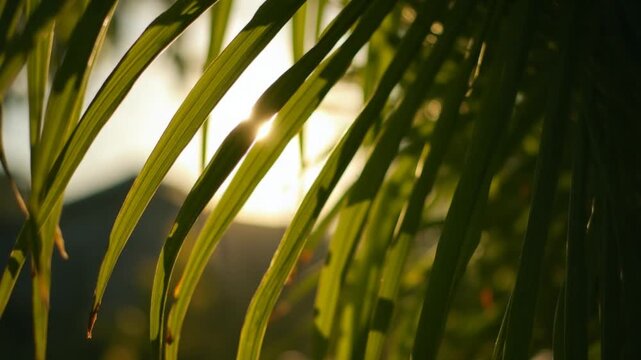 Rays of the sun through palm leaves