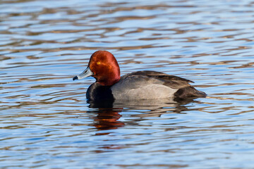 Portrait of a Redhead Duck in early Springtime, swimming in a blue lake in Colorado. Close up view.