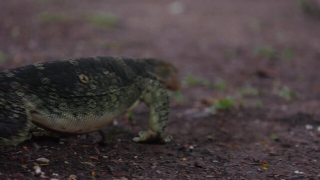 A large lizard crawls in a Bangkok city park, Lumpini Park