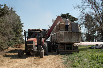 Tractor con tolva cargando en camión para transportar semillas, operario controlando