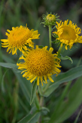 Blüten des Wiesen-Alants