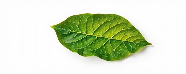 Obraz premium Single vibrant green lemon leaf isolated on pure white background, perfect for culinary, cosmetic, or herbal product design, herb, aromatherapy, lemon leaf