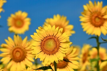 ひまわり畑のひまわり