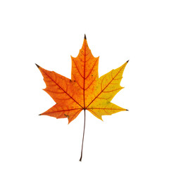 Fototapeta premium Fiery Maple Leaf in Autumn – Symbol of Change, Beauty, and Seasonal Grace