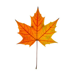 Fototapeta premium Fiery Maple Leaf in Autumn – Symbol of Change, Beauty, and Seasonal Grace