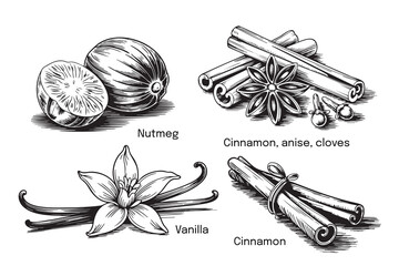 Vintage spice set with cinnamon, vanilla, nutmeg, star anise and cloves in hand-drawn line art