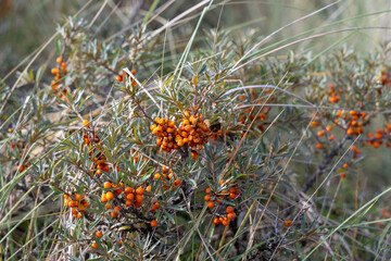 Vibrant orange berries on green shrub surrounded by natural grass, showcasing the beauty of wild flora in a serene outdoor environment