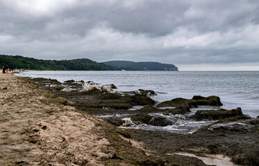Rotting seaweed on the Baltic sea coast, Sopot