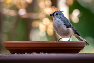 A small gray and white tufted titmouse perches on the edge of a dish, pausing now and then to sip water.