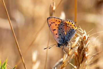 Obraz premium A close-up of a colorful butterfly resting on a dry wheat stalk in a golden field, showcasing the delicate details of its wings and the beauty of nature in late summer or early autumn light.