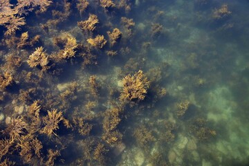 Abstract Coastal Maine Seaweed Moving in the Ocean