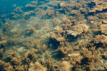 Abstract Coastal Maine Seaweed Moving in the Ocean